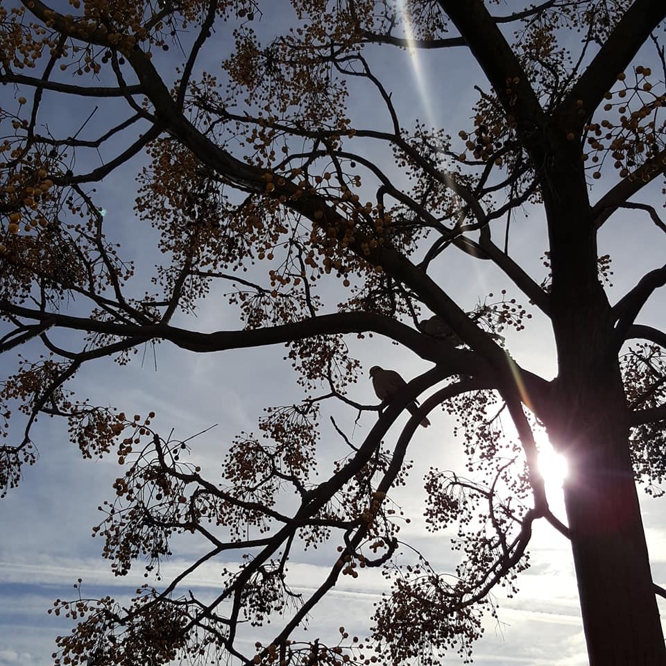 Oiseaux sur la branche. comme un matin d'hiver